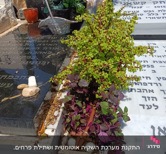 עציץ עם צמחים ירוקים וסגולים על מצבה